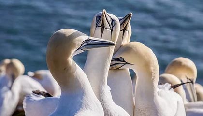 开云体育下载网址：开启体育娱乐新入口的官方指南